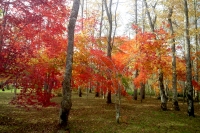 masyuen_autumn_6_0182