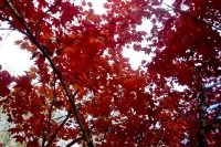 masyuen_autumn_6_0191