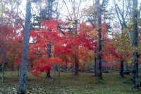 masyuen_autumn_6_0201