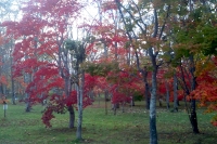 masyuen_autumn_6_0207
