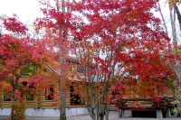 masyuen_autumn_6_0232