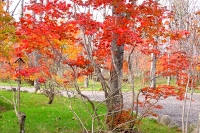 masyuen_autumn_6_0245