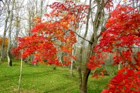 masyuen_autumn_6_0260