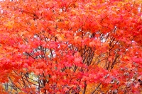 masyuen_autumn_6_0261