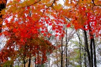 masyuen_autumn_6_0262