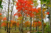 masyuen_autumn_6_0269