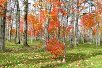 masyuen_autumn_6_0270