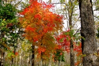 masyuen_autumn_6_0271