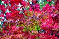 masyuen_autumn_6_0273