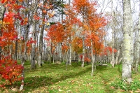 masyuen_autumn_6_0275