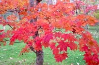 masyuen_autumn_6_0280