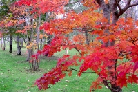 masyuen_autumn_6_0283