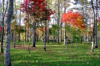 masyuen_autumn_6_0285