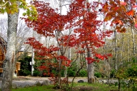masyuen_autumn_6_0286