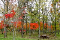masyuen_autumn_6_0288