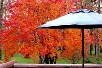 masyuen_autumn_6_0289