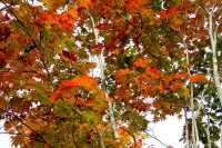 masyuen_autumn_6_0291