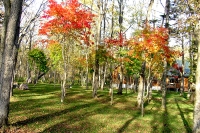 masyuen_autumn_6_0292