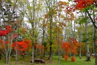 masyuen_autumn_6_0293