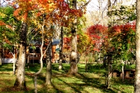 masyuen_autumn_6_0294