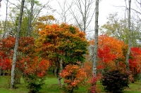 masyuen_autumn_6_0295