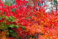 masyuen_autumn_6_0297