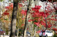 masyuen_autumn_6_0300