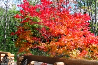 masyuen_autumn_6_0301