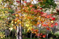 masyuen_autumn_6_0302