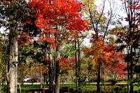 masyuen_autumn_6_0303