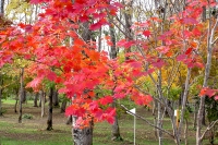 masyuen_autumn_6_0305