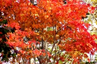 masyuen_autumn_6_0306