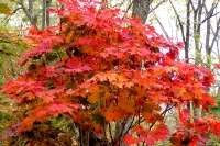 masyuen_autumn_6_0309