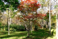 masyuen_autumn_6_0310