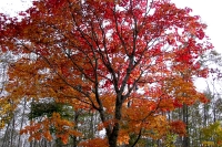 masyuen_autumn_6_0312