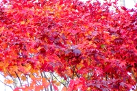 masyuen_autumn_6_0314