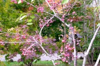 masyuen_autumn_6_0316
