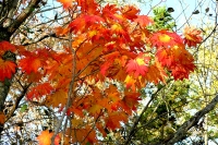 masyuen_autumn_6_0317