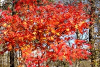 masyuen_autumn_6_0320
