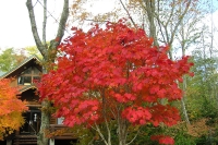 masyuen_autumn_6_0321