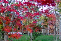 masyuen_autumn_6_0322