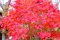 masyuen_autumn_6_0323