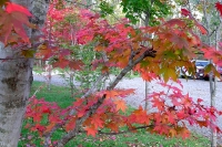masyuen_autumn_6_0324