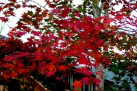 masyuen_autumn_6_0326
