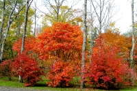 masyuen_autumn_6_0327
