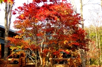 masyuen_autumn_6_0328