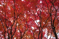 masyuen_autumn_6_0329