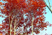 masyuen_autumn_6_0330