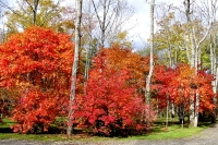 masyuen_autumn_6_0331