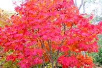 masyuen_autumn_6_0333
